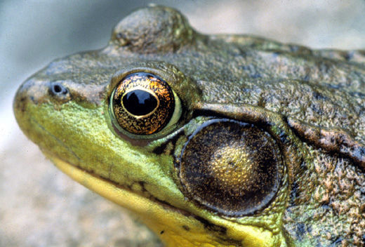 Green frog
